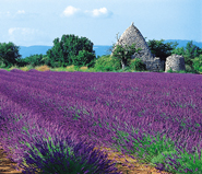 Lavender fields in bloom near Aix-en-Provence.